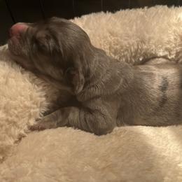 Great Dane Puppies from East Coast Great Danes
