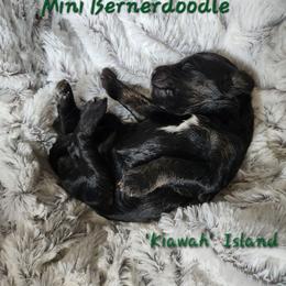 Kiawah - Phantom female Goldendoodle puppy in St. George, South Carolina from Southern Hunters Mini Doodles