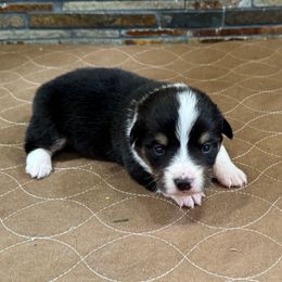 Boy 4 - Black and tan male Pembroke Welsh Corgi puppy in Visalia, California from VIP Stables