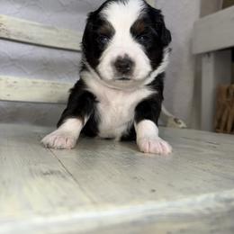 Cardamom BTF - Black tri female Miniature Australian Shepherd puppy in Minden, Louisiana from Ironwood Creek