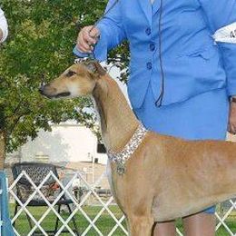 Firefly - Greyhound
