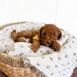 Captain Hook - yellow collar boy - Red male Cavapoo puppy in Melbourne, Florida from Space Coast Doodle Co.
