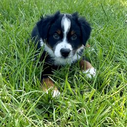 Miniature American Shepherd Puppies from Knockout Aussies