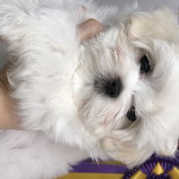 Maltese Puppies from Vellavica Maltese