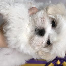 Maltese Puppies from Vellavica Maltese