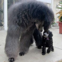 Poodles from Noriko Poodles