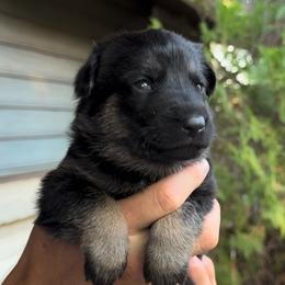 Red - Black and tan female German Shepherd puppy in Windsor, Colorado from German Shepherds