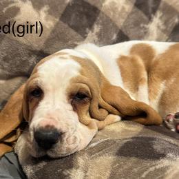 Red - Mahogany and white male Basset Hound puppy in Poland, Indiana from Bolderosa Bassets