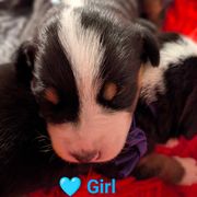 Light blue girl - Black, white and red Greater Swiss Mountain Dog puppy in Hockessin, Delaware from Simply Swissies