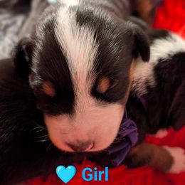 Light blue girl - Black, white and red Greater Swiss Mountain Dog puppy in Hockessin, Delaware from Simply Swissies