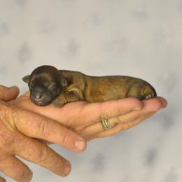 Flurry - Brown female Shichon puppy in Delta, Colorado from PTK Ranch