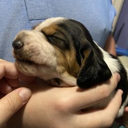 Basset Hound Puppies from 5th Day Farm