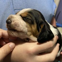Basset Hound Puppies from 5th Day Farm