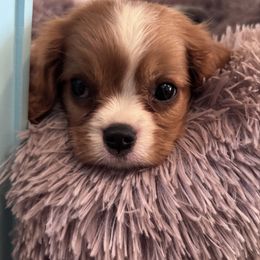 Rosie - Blenheim female Cavalier King Charles Spaniel puppy in Mount Dora, Fl, Florida from Breezy Palms Puppies