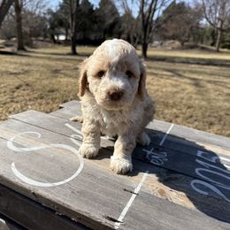 Girl 5 - Orange Lagotto Romagnolo puppy in Illinois from Spalvieri Lagotti Services
