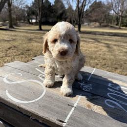 Girl 5 - Orange Lagotto Romagnolo puppy in Illinois from Spalvieri Lagotti Services