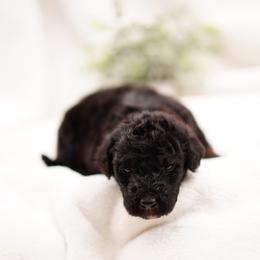 Jett - Phantom male Bernedoodle puppy in Washington from Doodle Love