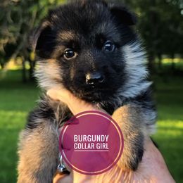 Burgundy girl - Black and red female German Shepherd puppy in Paola, Kansas from Parkseite German Shepherds
