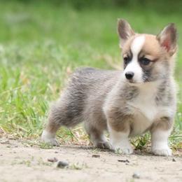 Maple - Sable female Pembroke Welsh Corgi puppy in Plains, Montana from Diamond Corgis