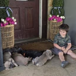 Cane Corso Puppies from HOUSE OF HALL CANE CORSOS