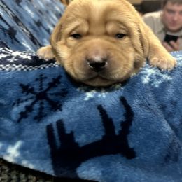 Emerson - Yellow male Labrador Retriever puppy in Alcester, South Dakota from Theresa Rhodes