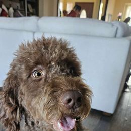 Charlie - Goldendoodle
