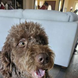 Charlie - Goldendoodle