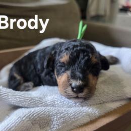 Brody - Tri-color male Bernedoodle puppy in Blackfoot, Idaho from Draper Mountain Doodles