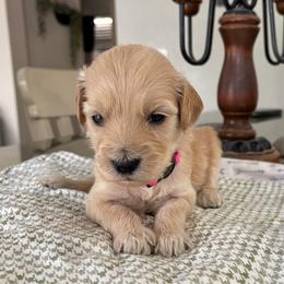 Pink Girl - Cream female Goldendoodle puppy in Colorado Springs, Colorado from Pikes Peak Doodles