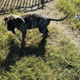 Brindle boy 1 - Brindle male Great Dane puppy in Devine, Texas from Texas Devine Danes & Aussies