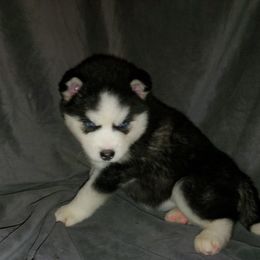Siberian Husky Puppies from Xk siberians