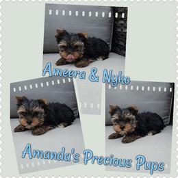 Wyatt - Black and tan male Yorkshire Terrier puppy in Wartburg, Tennessee from Amanda's Precious Pups