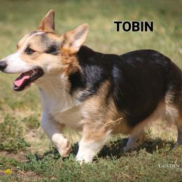 Pembroke Welsh Corgi Puppies from Rees Corgis