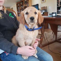 Blue - Golden female Golden Retriever puppy in Merino, Colorado from High Plains Goldens