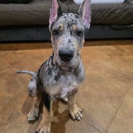 Great Dane Puppies from Sovereignty Woods Great Danes