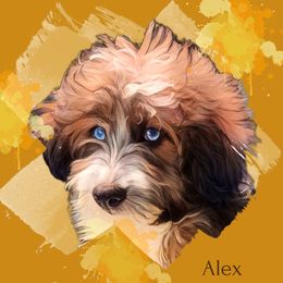 Alex - Aussiedoodle