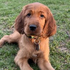 Irish Setters from Ol' Red Ranch
