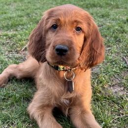 Irish Setters from Ol' Red Ranch