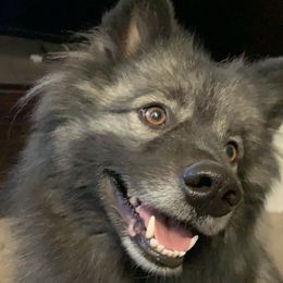Sasha - Keeshond