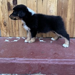 Girl 3 - Black tri-color Australian Shepherd puppy in Chino, California from RanchLand Aussies HC