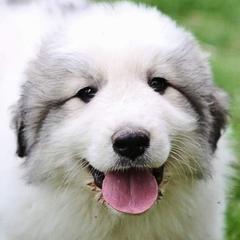 Great Pyrenees from Maple Way
