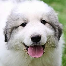 Great Pyrenees from Maple Way