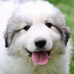 Great Pyrenees from Maple Way