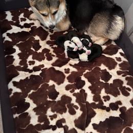 Pembroke Welsh Corgi Puppies from Double C Corgi's