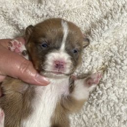 Girl 3 - Red female Pembroke Welsh Corgi puppy in Clifton, Texas from K&N Corgis