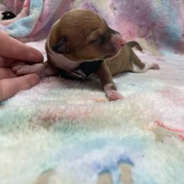 Bruno - Sable male Italian Greyhound puppy in Lancaster, Missouri from White Stone Ranch
