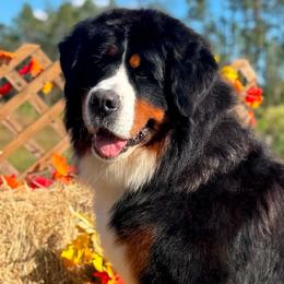 Bernese Mountain Dog puppies from Faith’s Bernese