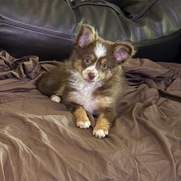 Harley - Red tri female Miniature Australian Shepherd puppy in Fort Myers, Florida from Gilmore Aussie Posse of Florida Pure-bred Miniature Australian Shepherds