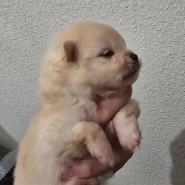 Chunker - Cream male Pomeranian puppy in Placer County, California from Lilmonster Pomeranians