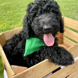 Goldendoodle and Poodle Puppies from SnickerDoodlePups